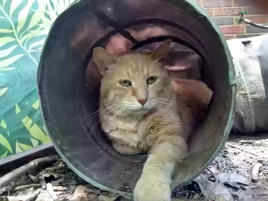 /lostandfound/images/lnfpets/original/186892_6241_Scrappy in tube.webp